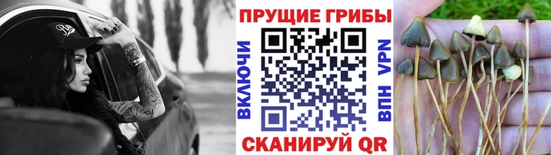 Галлюциногенные грибы Cubensis  Бокситогорск 